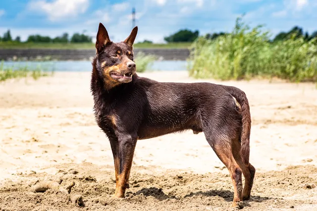 24 Herding Dog Breeds: Info, Pictures, History & Traits