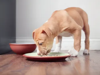 11 Best Canned & Wet Dog Food For Pitbulls in 2026: Reviews & Top Picks