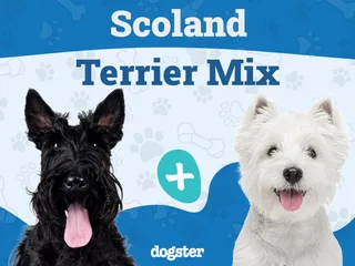 Scoland Terrier (Westie & Scottie Mix): Info, Pictures, Care & More