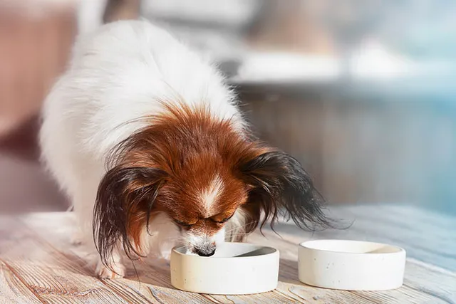 Why Doesn't My Dog Chew His Food? Vet-Reviewed Facts & FAQ