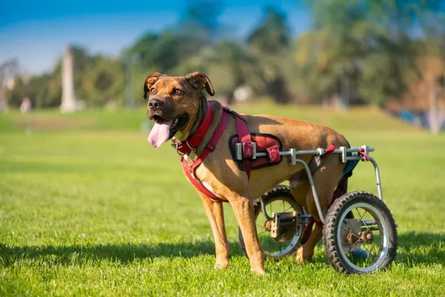 Specially Abled Pets Day: When It Is & How to Celebrate