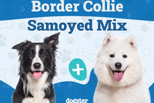 Border Collie Samoyed Mix: Info, Pictures, Care & More
