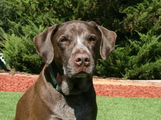 Lab Pointer Mix Dog Breed: Info, Pictures, Care & More