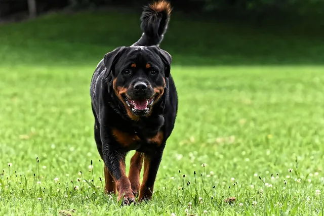 10 Interesting Rottweiler Facts (Vet-Reviewed)