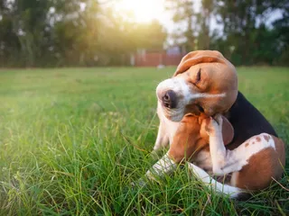 Why Does My Dog Itch So Much But Has No Fleas? Vet-Reviewed Possible Reasons & What to Do