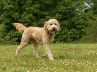 Goldendoodle Dog Breed: Info, Pictures, Traits & Care