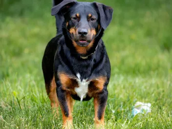 14 Rottweiler Mixes (With Info & Pictures)