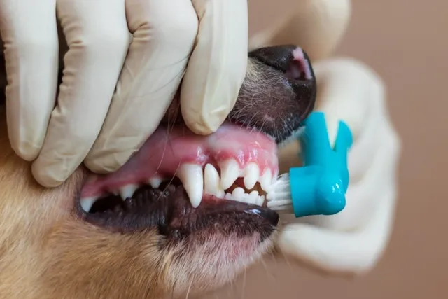 How Much Does Dog Teeth Cleaning Cost? (2026 Price Guide)