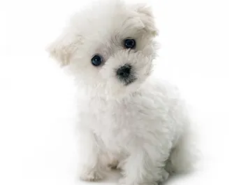 Teacup Bichon Frise Dog Breed: Info, Pictures, Temperament & Traits