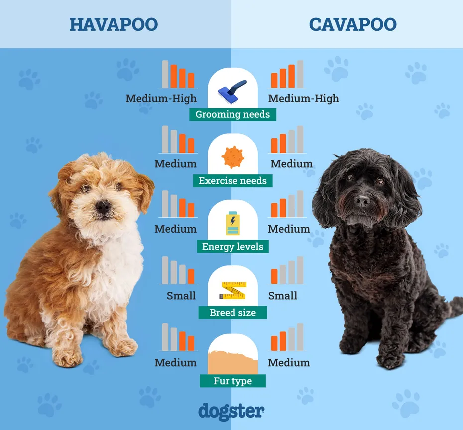 Dogster_Side by Side Comparison_Havapoo vs Cavapoo