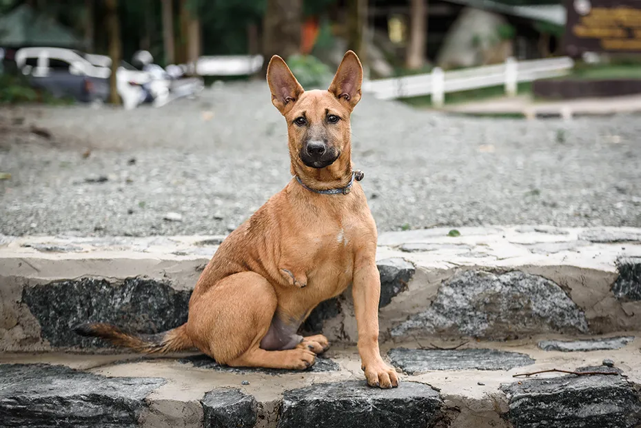 brown tripod dog sitting at a stone stairs