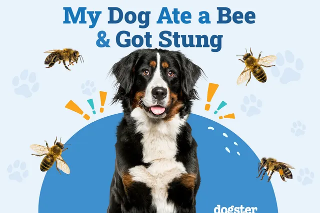 My Dog Ate a Bee & Got Stung: Our Vet Explains What to Do
