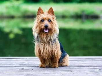 Australian Terrier Dog Breed: Info, Pictures, Traits & Care