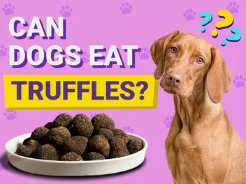 Can Dogs Eat Truffles? Vet Reviewed Risks & Benefits