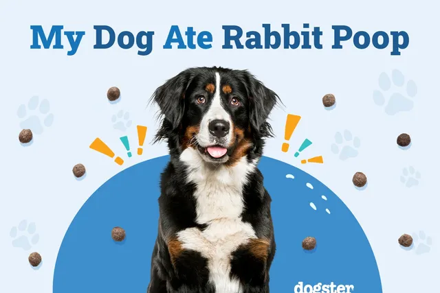 My Dog Ate Rabbit Poop! Should I Be Worried? (Our Vet Answers)