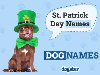 175+ St. Patrick's Day Names for Dogs (With Meanings)