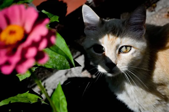 Does the Solar Eclipse Affect Pets? Vet-Verified Effects & Safety Tips