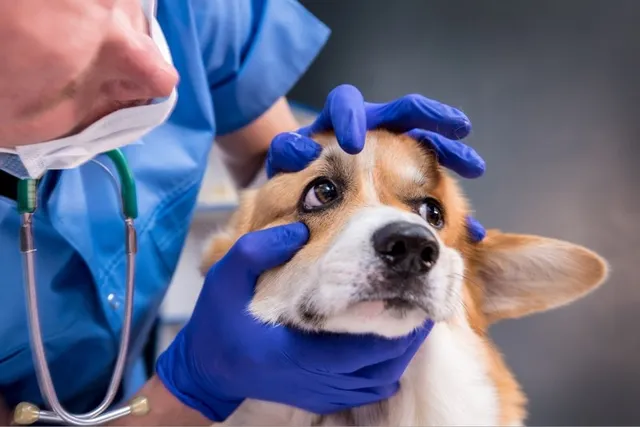 Pet Insurance & Cataract Surgery: Facts, Coverage, Cost & FAQ