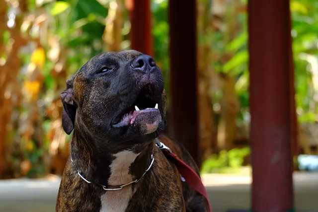 Do Pitbulls Bark a Lot? Facts & FAQ