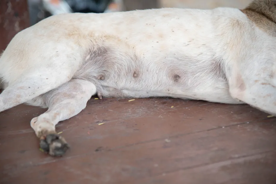 dog nipples