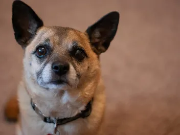 Muggin (Miniature Pinscher & Pug Mix): Info, Pictures & Care