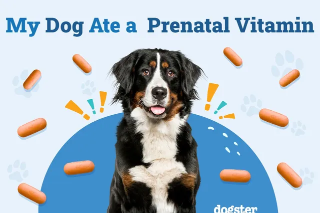 My Dog Ate a Prenatal Vitamin! Vet-Verified Risks, Signs & Treatment