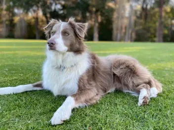 15 Hot Weather Dog Breeds: Info, Pictures & Facts (Vet-Approved)