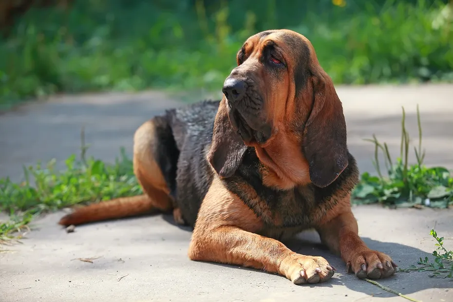 Bloodhound laying outside