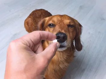 Can My Dog Overdose on Glucosamine? Vet-Reviewed Safety Facts