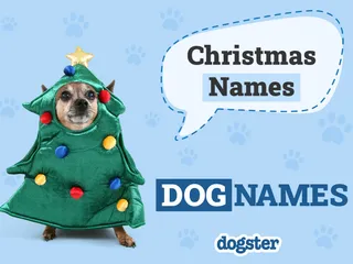 200+ Incredible and Festive Christmas Names for Dogs