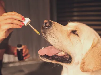 6 Potential Side Effects of CBD Oil for Dogs: Read This First!