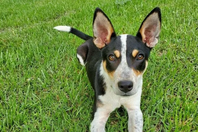 Mountain Feist Dog Breed: Info, Pictures, Care & More
