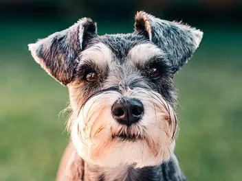 10 Interesting Miniature Schnauzer Facts for Dog Lovers