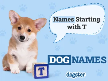 300+ Dog Names Starting With T for Your Terrific Pup