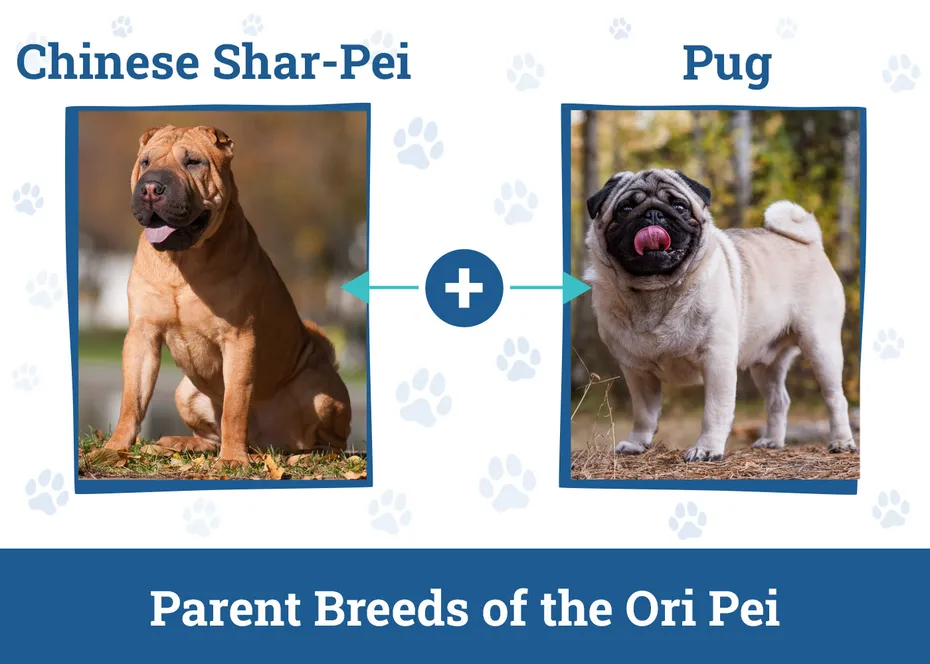 Parent Breeds of the Ori Pei