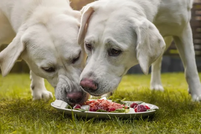 How Much Raw Food Should I Feed My Dog? Our Vet Explains With Sample Feeding Guide Chart