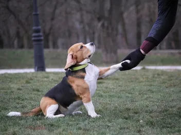 How Do I Train a Beagle? 7 Vet Approved Training Tips