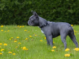 Blue Boston Terrier: Info, Pictures, Facts & History
