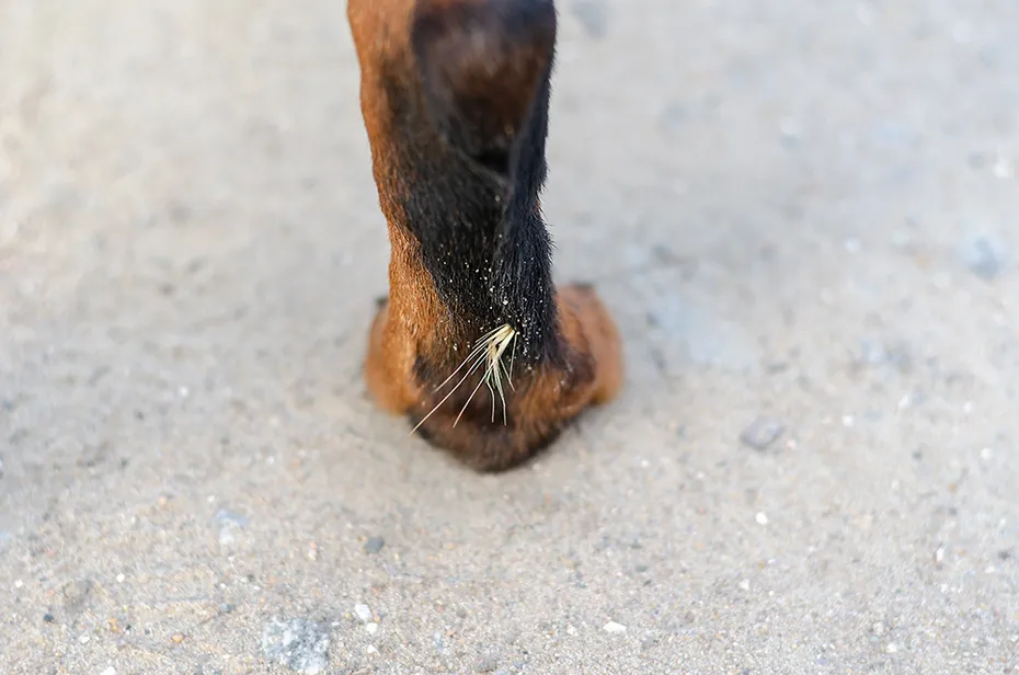 dry foxtail on dog's paw