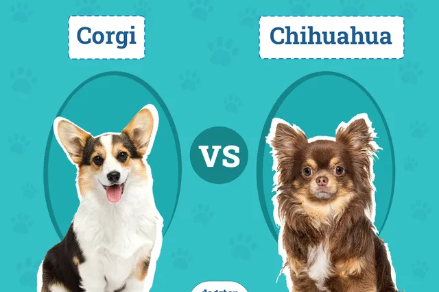 Corgi vs Chihuahua: The Key Differences (With Pictures)