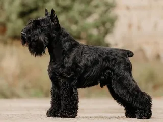 Black Miniature Schnauzer: Info, Pictures, Facts & History
