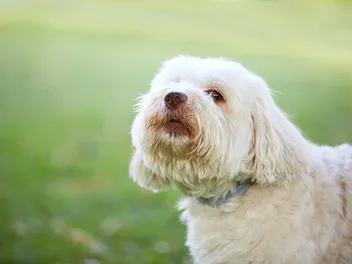 Why Does Your Dog Scream? 13 Vet-Reviewed Reasons