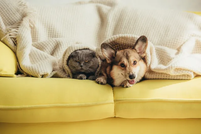 Will a Corgi Be Good with My Cats? Training & Socialization Tips