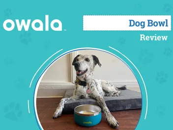 Owala Pet Bowl Review 2026: An Expert's Breakdown