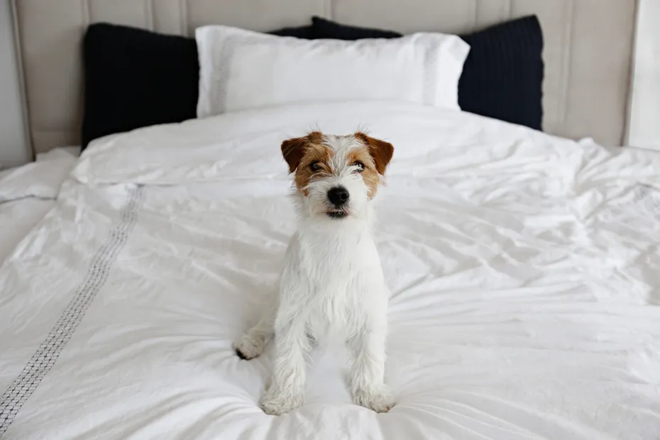 Jack Russell Terrier on the bed