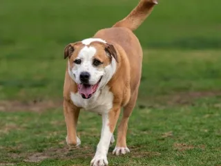 Bully Basset (Basset Hound & Bulldog Mix): Info, Pictures, Care & More