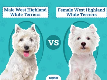 Male vs Female West Highland White Terriers: Differences (With Pictures)