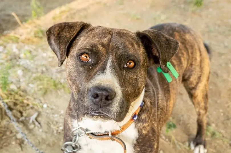 Boxer-x-Pitbull