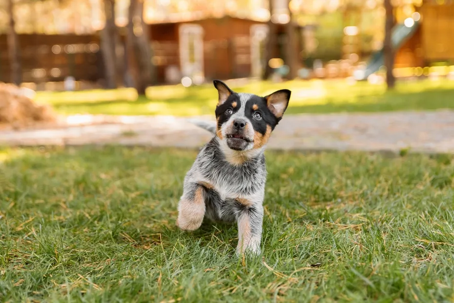 australian cattle dog puppy playing outdoor
