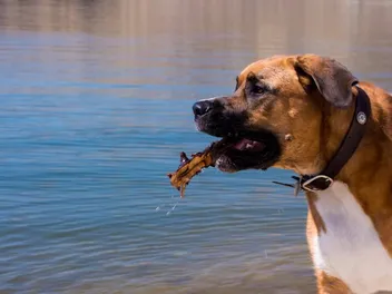 16 Great Dane Mixed Breeds (With Info & Pictures)